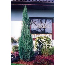 Можжевельник скайрокет